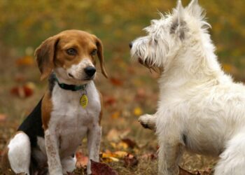 Top Picks for the Best Apartment Dogs Medium Sized: Comfort Meets Compact