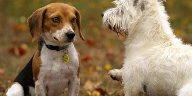 Top Picks for the Best Apartment Dogs Medium Sized: Comfort Meets Compact