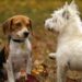Top Picks for the Best Apartment Dogs Medium Sized: Comfort Meets Compact