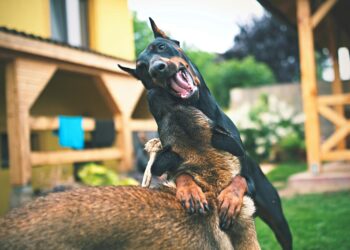 Top Breeds: Small Hypoallergenic Dogs Good With Kids for Family Homes