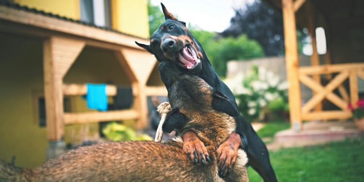 Top Breeds: Small Hypoallergenic Dogs Good With Kids for Family Homes