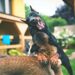 Top Breeds: Small Hypoallergenic Dogs Good With Kids for Family Homes
