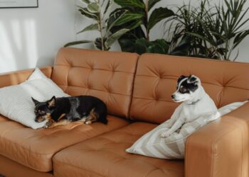 Top Picks: Best Apartment Dogs That Can Be Left Alone for Working Singles