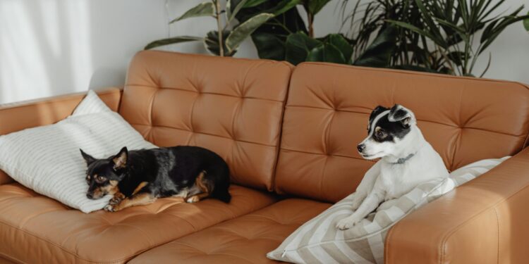 Top Picks: Best Apartment Dogs That Can Be Left Alone for Working Singles