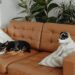 Top Picks: Best Apartment Dogs That Can Be Left Alone for Working Singles