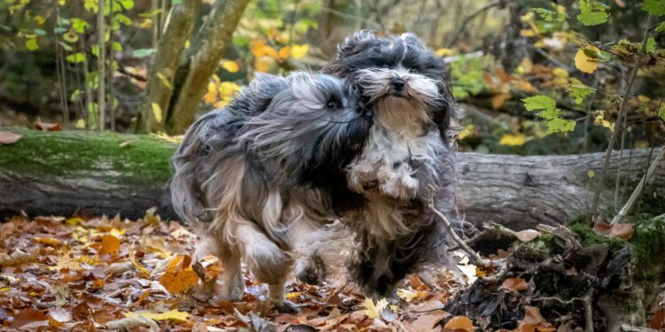 The Ultimate Guide to Bonding: Dog Tips for New Owners