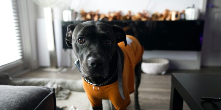 Ultimate Guide to Choosing the Best Coat for Dogs: Trends and Tips