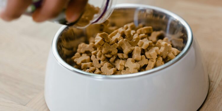 Top Picks for the Best Dog Food for Puppies: What You Need to Know