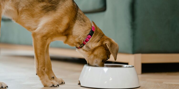 Unlock the Secrets to Healthier Pets: Discover the Best Dog Food for Sensitive Stomach and Skin Allergies