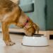 Unlock the Secrets to Healthier Pets: Discover the Best Dog Food for Sensitive Stomach and Skin Allergies