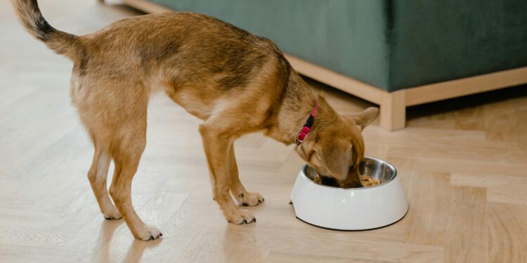 Unlock the Secrets: Choosing the Best Dog Food for Sensitive Stomachs