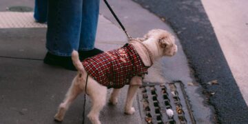 Styling Your Tiny Pooch: Best XXS Dog Clothes for Every Occasion