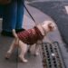 Styling Your Tiny Pooch: Best XXS Dog Clothes for Every Occasion