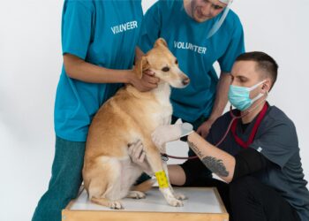 Unveiling the Secrets of Proper Dog Health Care: What Every Owner Should Know