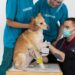Unveiling the Secrets of Proper Dog Health Care: What Every Owner Should Know