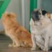 Quiet Companions: The Best Small Hypoallergenic Dogs That Don’t Bark for Your Apartment