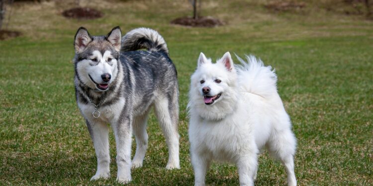 Discover the Best Small Hypoallergenic Dogs That Are Calm for Your Quiet Home