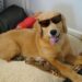 Revolutionize Playtime: The Best Toys for Bored Dogs That Can’t Get Enough!