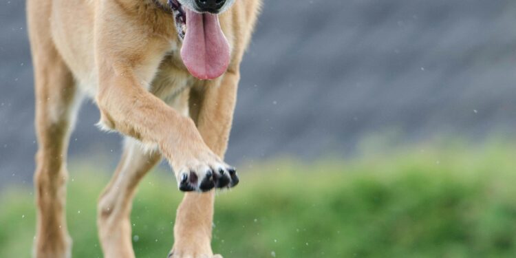 Discover the Best Dog Training Schools Near Me: A Guide to Top Picks