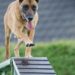 Discover the Best Dog Training Schools Near Me: A Guide to Top Picks