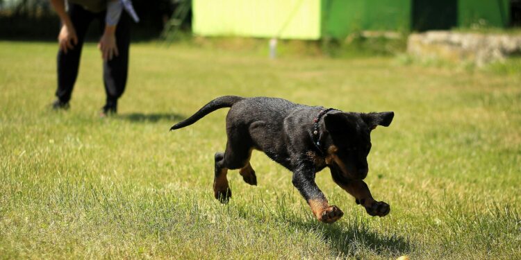 Maximizing Wellbeing: Discover Therapy Dog Training Near Me