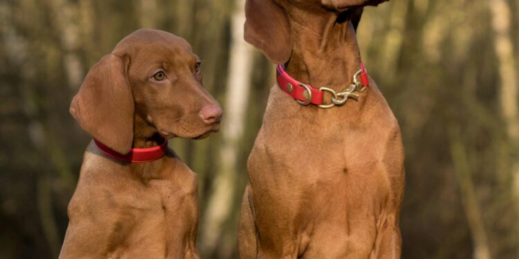 Unlock Your Dog’s Potential with Expert Private Dog Training Tips