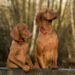 Unlock Your Dog’s Potential with Expert Private Dog Training Tips