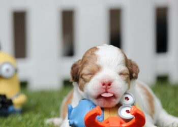 Ultimate Guide to Choosing the Best Dog Water Toys for Summer Fun