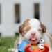 Ultimate Guide to Choosing the Best Dog Water Toys for Summer Fun
