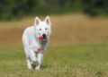 Top Benefits of Enrolling in Dog Training Classes Near Me