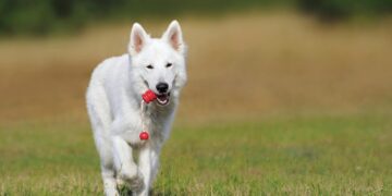 Top Benefits of Enrolling in Dog Training Classes Near Me