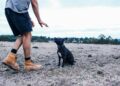 How to Manage Your Dog’s Behavior Change After Vaccination: Tips and Advice