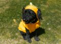 How to Choose the Perfect Dress for Your Dog: A Style Guide