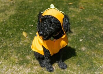 How to Choose the Perfect Dress for Your Dog: A Style Guide
