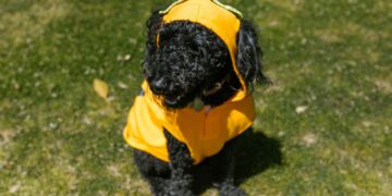 How to Choose the Perfect Dress for Your Dog: A Style Guide