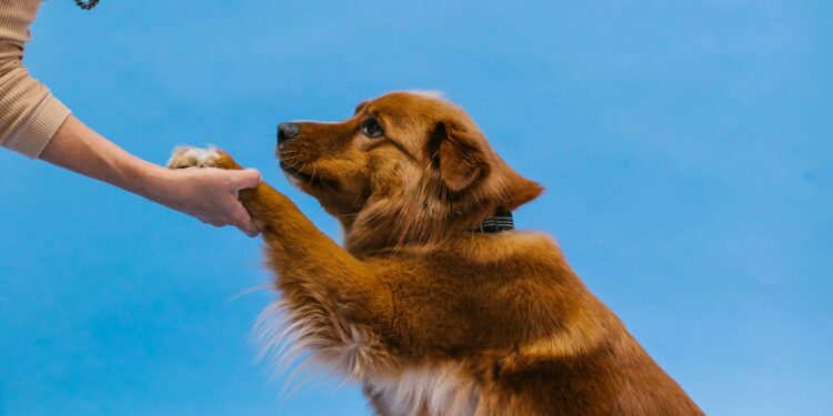 Unlock Your Dog’s Potential at a Dog Training Camp Near Me: Tips for Success