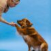 Solving Common Dog Behavior Problems: Practical Solutions for Pet Owners