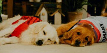 Top Trends in Dog Clothes for Small Dogs: What’s Hot This Season