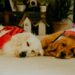 Top Trends in Dog Clothes for Small Dogs: What’s Hot This Season