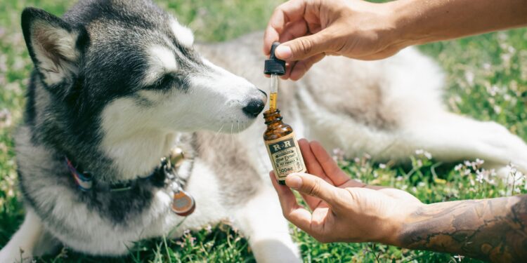 Organic Choices: Exploring the Safest Dog Health Food on the Market