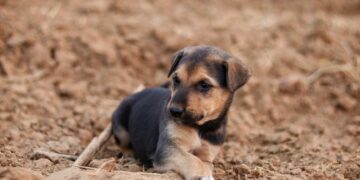 Keep Your Pup Calm During Celebrations: Essential Dog Tips for Fireworks