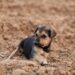 Keep Your Pup Calm During Celebrations: Essential Dog Tips for Fireworks