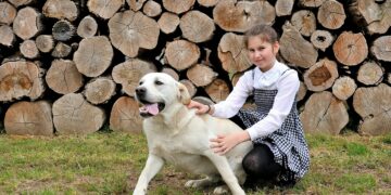 Understanding and Treating Dog Tips of Ears Bleeding: A Comprehensive Guide