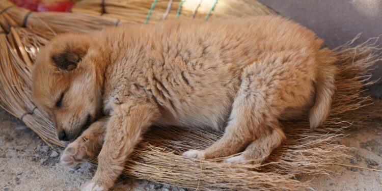 How to Keep Your Dog from Tipping Over Their Water Bowl: Solutions for Mess-Free Drinking