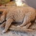 How to Keep Your Dog from Tipping Over Their Water Bowl: Solutions for Mess-Free Drinking