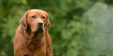 Essential Dog Tips for New Owners: How to Start Your Journey Right