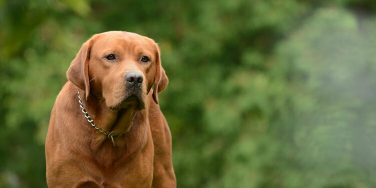 Essential Dog Tips for New Owners: How to Start Your Journey Right