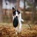 Overcoming Common Challenges in Dog Behavior Training