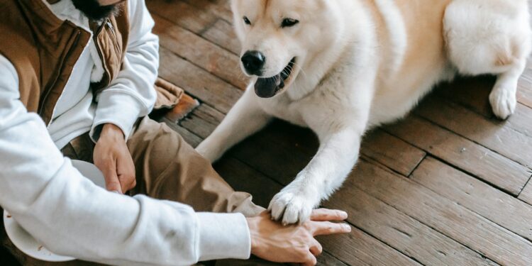How the Dog School Near Me Can Improve Your Pet’s Behavior