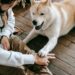 How the Dog School Near Me Can Improve Your Pet’s Behavior